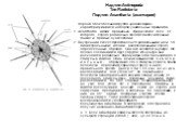 Надтип Actinopoda Тип Radiolaria Подтип Acantharia (акантарии) Хорошо обособленная группа «радиолярий», характеризующаяся набором уникальных признаков. 1. Acantharia имеют правильно сферическое тело, от которого строго радиально отходят многочисленные тонкие и прямые эуаксоподии. 2. Внутренний скеле