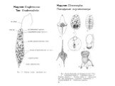 Надтип Euglenozoa: Tип Euglenophyta. Надтип Dinomorpha Панцирные жгутиконосцы