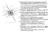 4. Центральная капсула у акантарии отсутствует. Их цитоплазма отчетливо подразделяется на сильно вакуолизированную п е р и ф е р и ч е с к у ю ц и – т о п л а з м у (к а л и м м у) и гранулированную – ц е н т р а л ь н у ю. Они разделены тонким слоем уплотненной цитоплазмы. Последний не является нас