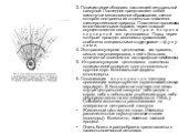 3. Полицистинеи обладают настоящей центральной капсулой. Последняя представляет собой замкнутое мешковидное образование, стенки которого построены из отдельных пластинок гликопротеиновои природы. Пластинки пронизаны многочисленными порами, через которые осуществляется связь э к с т р а и и н т р а к