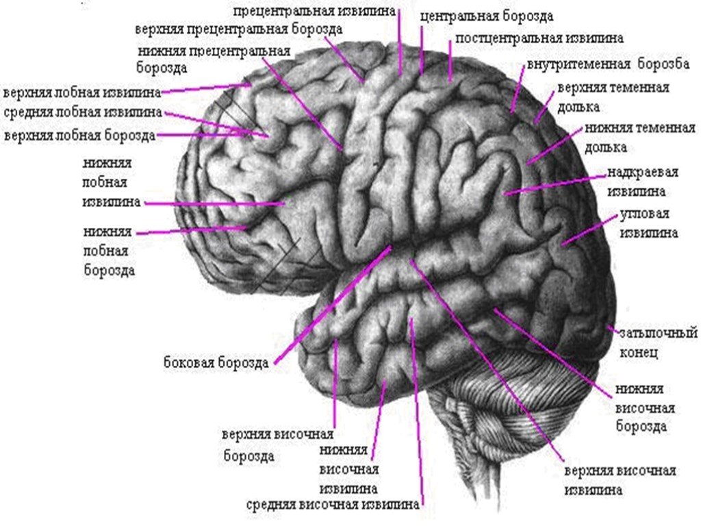Извилины долей мозга. Анатомия коры головного мозга доли борозды извилины. Строение полушарий головного мозга доли борозды извилины. Строение головного мозга доли борозды извилины. Извилины лобной доли анатомия.