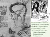 В средние века считали возможным локализовать сложные “психические способности” в трех мозговых желудочках: воображение, мышление, память.
