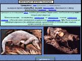 Цинодо́нты (лат. Cynodontia — «собачьи зубы») вымершая группа зверозубых ящеров (териодонтов), относящихся к отряду звероподобных рептилий — терапсид. Цинодонты откладывали яйца, подобно рептилиям. Скорее всего, они были теплокровными и покрытыми шерстью. Млекопитающие, по-видимому, произошли от цин