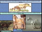 Весьма прогрессивной линией травоядных были лошади, благополучно дожившие до нашего времени. плиоценовые и четвертичные лошади характеризуются однопальными конечностями и длинными коронками коренных зубов. Pliohippus. гиракотерий или эогиппус