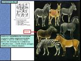 непарнокопытные. Наиболее примитивными лошадьми следует считать африканских зебр, которых сейчас осталось 3 вида. Около ста лет назад был истреблен четвертый вид — квагга (Equus quagga), обитавший в Южной Африке. квагга
