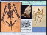 отряд летающих млекопитающих. древнейшая ископаемая летучая мышь, Icaronycteris index, обнаружена в эоценовых отложениях Вайоминга. 60-70 миллионов лет назад у первобытных древесных млекопитающих развились летательные перепонки по бокам тела, которые затем в ходе эволюции были преобразованы в настоя