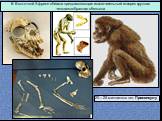 В Восточной Африке обитала представляющая исключительный интерес крупная человекообразная обезьяна. 20—25 миллионов лет Проконсулу