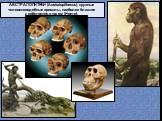 АВСТРАЛОПИТЕКИ (Australopithecus), крупные человекоподобные приматы, наиболее близкие к собственно людям (Homo).