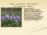 Фиалка удивительная - Viola mirabilis L. (сем. фиалковые - Violaceae). Экология. Обитает в широколиственных, кедровых, черневых, смешанных лесах, поднимается до среднегорного пояса. Хозяйственное значение. Корни применяются как слабительное и рвотное средство. В народной медицине используют при прос