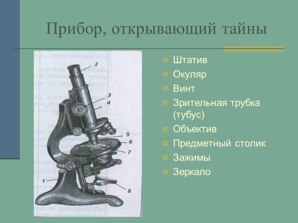 Части микроскопа выполняют функции штатив. Зрительная трубка микроскопа. Устройство микроскопа. Цифровой микроскоп строение. Детали цифрового микроскопа 5 класс.