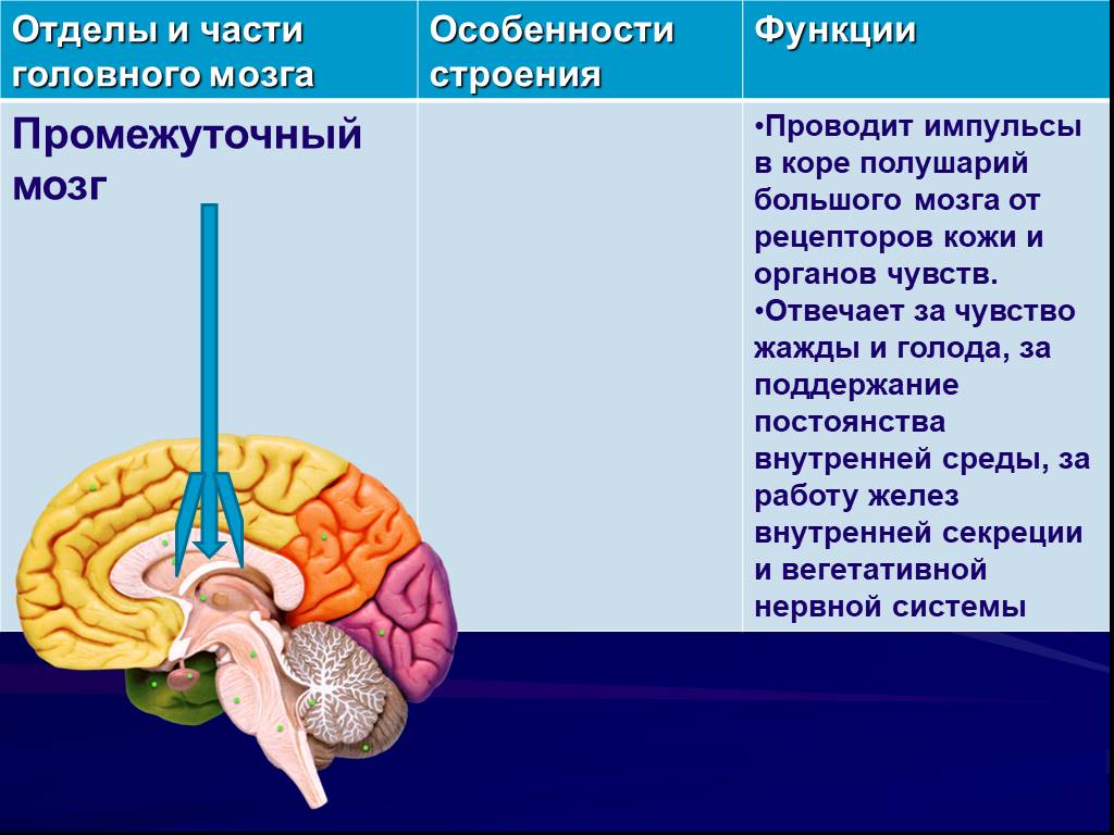 Особенности головного мозга ребенка. Промежуточный отдел головного мозга человека функции. Структуры отделов и функции промежуточного мозга. Промежуточный мозг строение и функции кратко. Промежуточный мозг, расположение, отделы, функции.