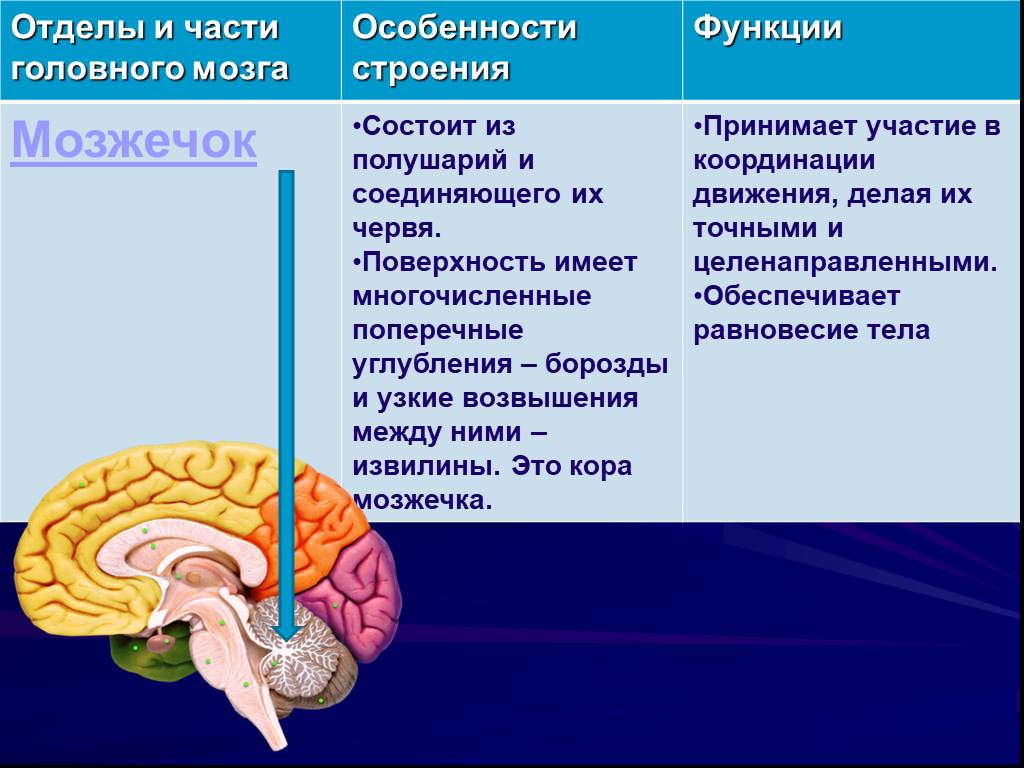 Из каких веществ состоит мозг. Строение мозжечка в головном мозге. Функции отделов головного мозга мозжечок. Функции мозжечка кратко анатомия. Отдел мозга мозжечок функции.