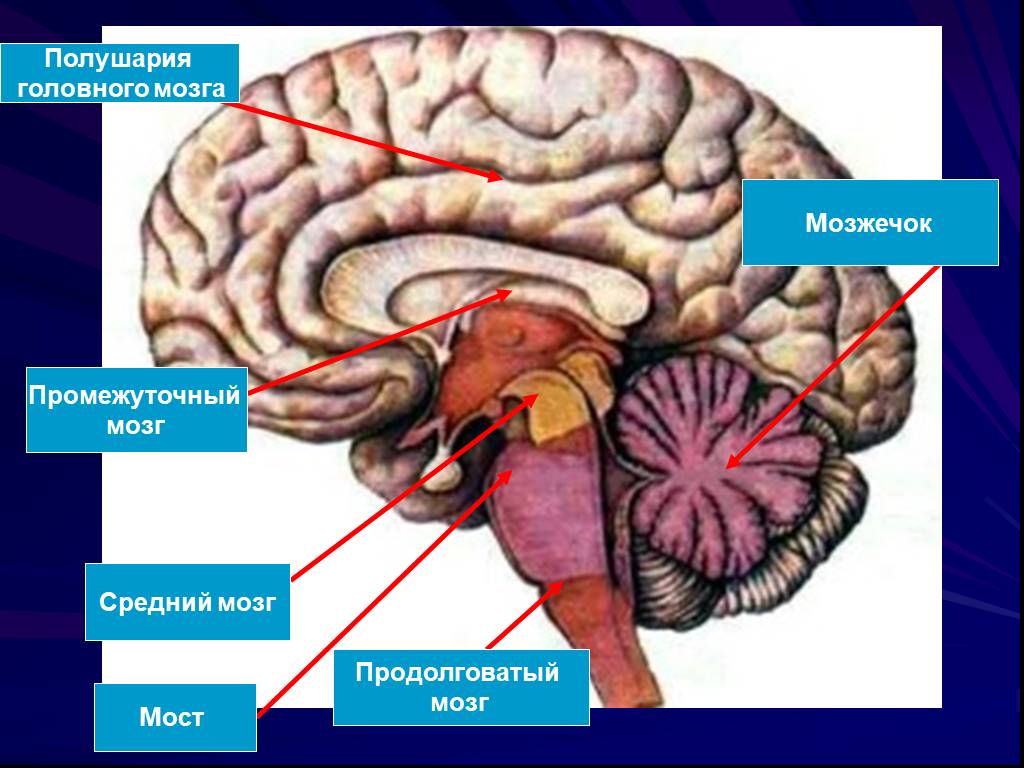 Задний головной мозг включает. Продолговатый мозг,мост,средний мозг, мозжечок,промежуточный. Средний мозг продолговатый мозг промежуточный мозг функции. Строение головного мозга продолговатый мост мозжечок. Промежуточный мозг 2)  продолговатый мозг 3)  мозжечок.