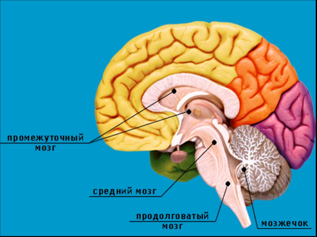 Brain 8 1. Головной мозг. Строение головного мозга. Структура головного мозга человека. Строение головного мозга человека.