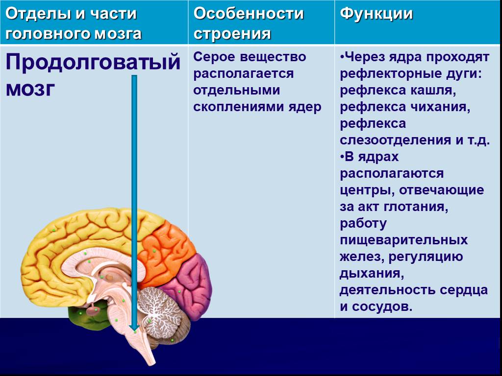 Отдел мозга содержащий центр кашлевого рефлекса. Отделы головного мозга продолговатый мозг. Продолговатый мозг отделы и функции. Функции продолговатого мозга мозга кратко. Функции продолговатого отдела головного мозга.