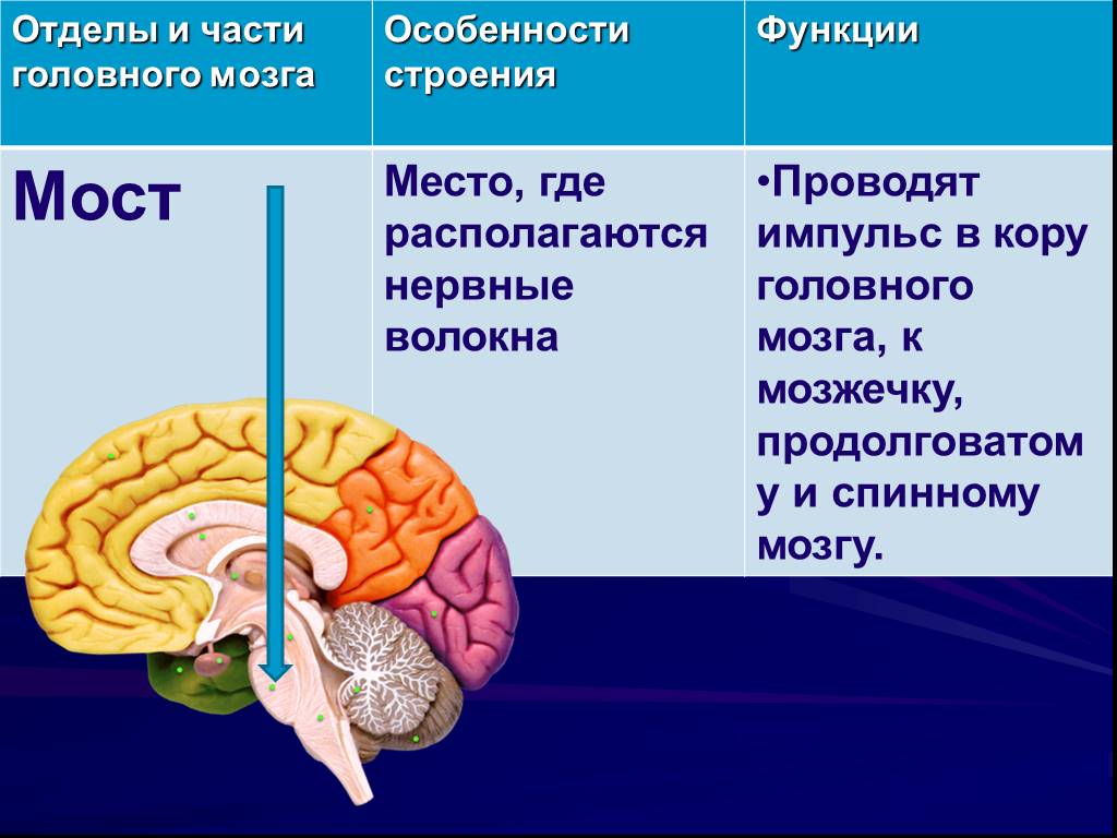 Нижних конечностей и головного мозга
