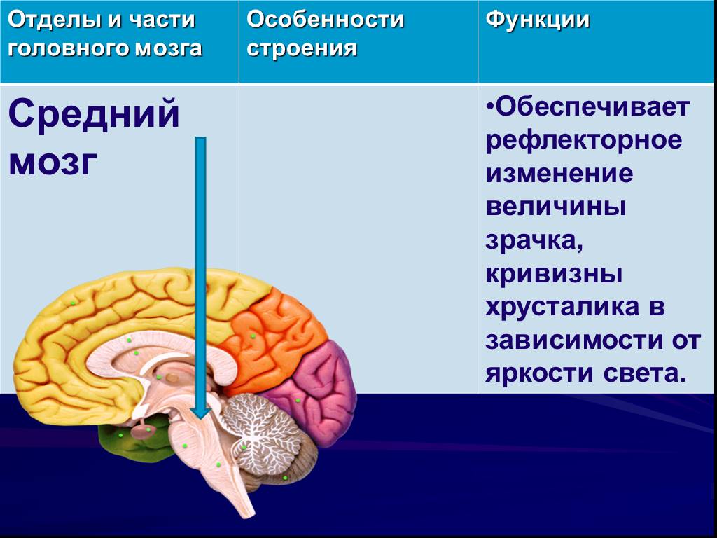 Каковы функции отделов головного мозга. Функции отделов среднего мозга. Структуры отделов и функции среднего мозга. Функции среднего мозга 8 класс биология. Строение отдела среднего мозга.