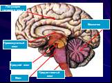 Полушария головного мозга. Промежуточный мозг. Средний мозг Мост. Продолговатый мозг