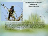 Обыкновенный скворец Қараторғай Common Starling. Взрослый самец обыкновенного скворца в брачном наряде черный с металлическим блеском зеленого, фиолетового и бронзового цвета. На всем туловище, за исключением горла и груди, небольшое количество белых или охристых пятнышек и окаймлений перьев. Постеп