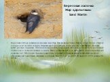 Береговая ласточка Жар қарлығашы Sand Martin. Береговая ласточка размером меньше воробья. Окраска верха темно-бурая, снизу - белая, с бурой поперечной полосой на груди. Вырезка хвоста неглубокая. Клюв черный, ноги бурые. На цевке растут редкие перышки. Издалека можно спутать с городской ласточкой, о