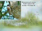 Обыкновенный ремез Кәдімгі құрқылтай Eurasian Penduline Tit. Мелкая птица (с пеночку), легко узнаваемая благодаря характерной окраске. Наиболее характерные признаки - каштаново-коричневая спина и черная маска. Самка ненадежно отличается от самца меньшей маской, менее насыщенными тонами на спине и в 