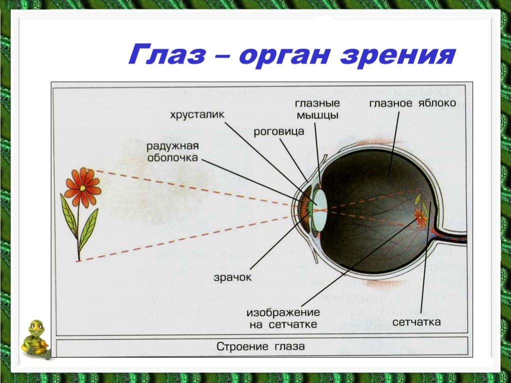 Какую информацию дают глаза. Органы чувств человека глаз анатомия. Строение глаза человека 3 класс окружающий мир. Органы чувств строение органов зрения. Органы чувств человека глаз орган зрения 3 класс.