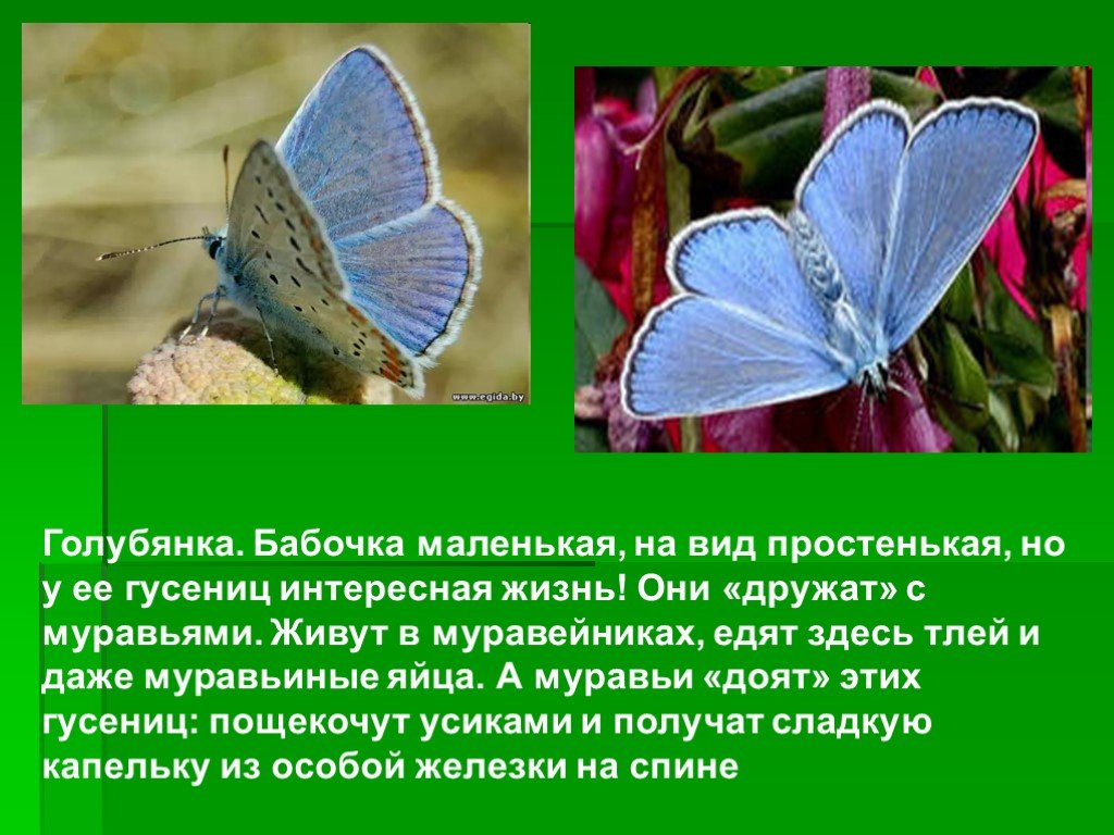 Цветок бабочка рассказ