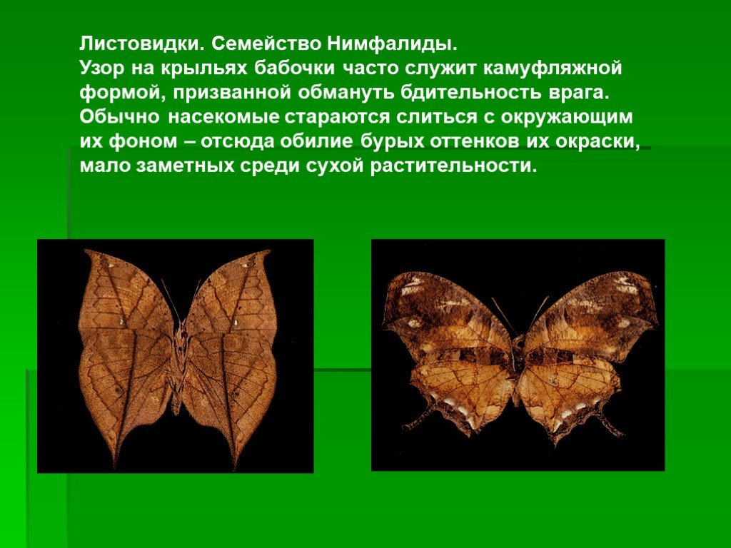 Какой тип развития для медведицы. Листовидки. Бабочка листовидка. Семейство Нимфалиды бабочки. Чешуекрылые Нимфалиды насекомые.