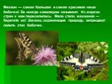 Махаон — самая большая и самая красивая наша бабочка! Ее иногда кавалером называют. Из жарких стран к нам переселилась. Мало стало махаонов — берегите их! Законы, охраняющие природу, запрещают ловить этих бабочек.