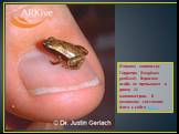 Лягушка зооглоссус Гарднера (Sooglossus gardineri). Взрослая особь не превышает в длину 11 миллиметров. В уязвимом состоянии. Фото с сайта Arkive