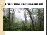 Вечнозеленые экваториальные леса