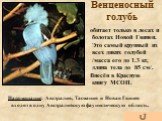 Венценосный голубь. обитает только в лесах и болотах Новой Гвинеи. Это самый крупный из всех диких голубей /масса его до 1.3 кг, длина тела до 85 см/. Напоминание: Австралия, Тасмания и Новая Гвинея входят в одну Австралийскую фаунистическую область. Внесён в Красную книгу МСОП.