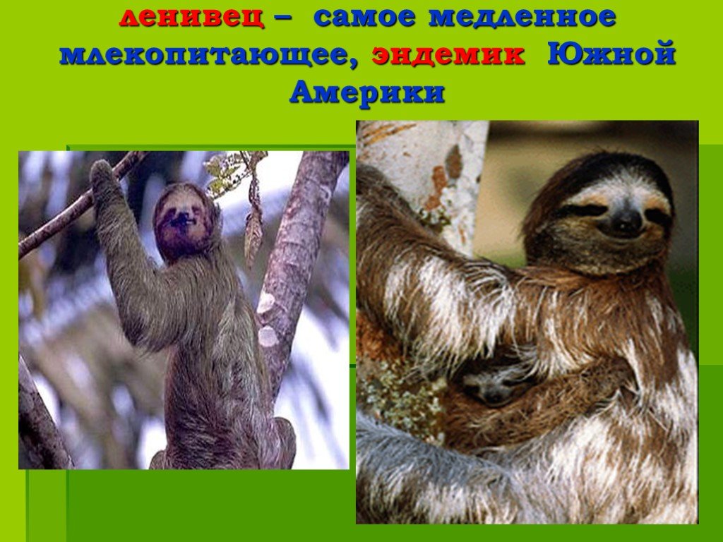 Эндемиком северной америки является животное. Эндемики Южной Америки. Эндемичные животные Южной Америки. Эндемики Южной Америки животное. Ленивец эндемик.