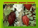 шоколадное дерево (какао)