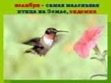 колибри - самая маленькая птица на Земле, эндемик