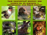 Среди представителей животного мира назовите тех, кто встречается в экваториальных лесах Южной Америки? 2 1 3 4 5 6