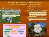 Волокна растительного происхождения 5 класс . Мультимедиа в учебном процессе. Как растет хлопок Уборка хлопка http://video.yandex.ru/#search?text=%D0%BA%D0%B0%D0%BA%20%D1%80%D0%B0%D1%81%D1%82%D0%B5%D1%82%20%D1%85%D0%BB%D0%BE%D0%BF%D0%BE%D0%BA&filmId=Qib2DSLJzws%3D http://video.yandex.ru/#search?