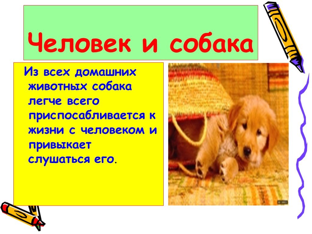 Проект мое домашнее животное 1 класс собака