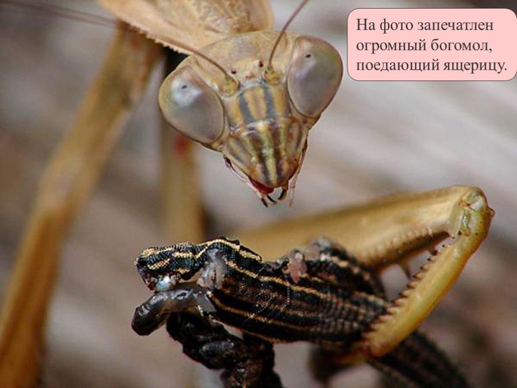 Люди едят богомолов. Богомол. Богомол хищное насекомое. Богомол насекомое хищник. Хищный кузнечик.