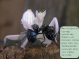Великолепный пример камуфляжа. Цветочный богомол поймал сразу двух мух, Замаскировав- шись при этом под цветок орхидеи.