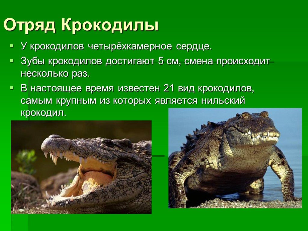 Происходит в несколько. Отряд пресмыкающиеся отряд крокодилы. Крокодилы презентация. Класс пресмыкающиеся отряд крокодилы. Отряд крокодилы презентация.