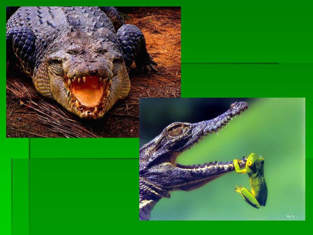 Рептилии 3 класс. Разнообразие рептилий. Разнообразие пресмыкающихся. Классные пресмыкающиеся. Презентация пресмыкающиеся рептилии.