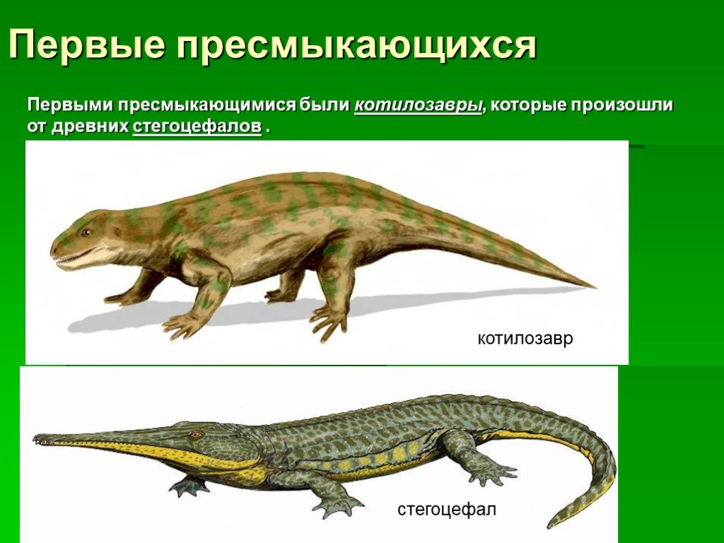 Размеры рептилий. Древние пресмыкающиеся котилозавры. Котилозавры стегоцефалы. Котилозавры строение. Котилозавры предки.