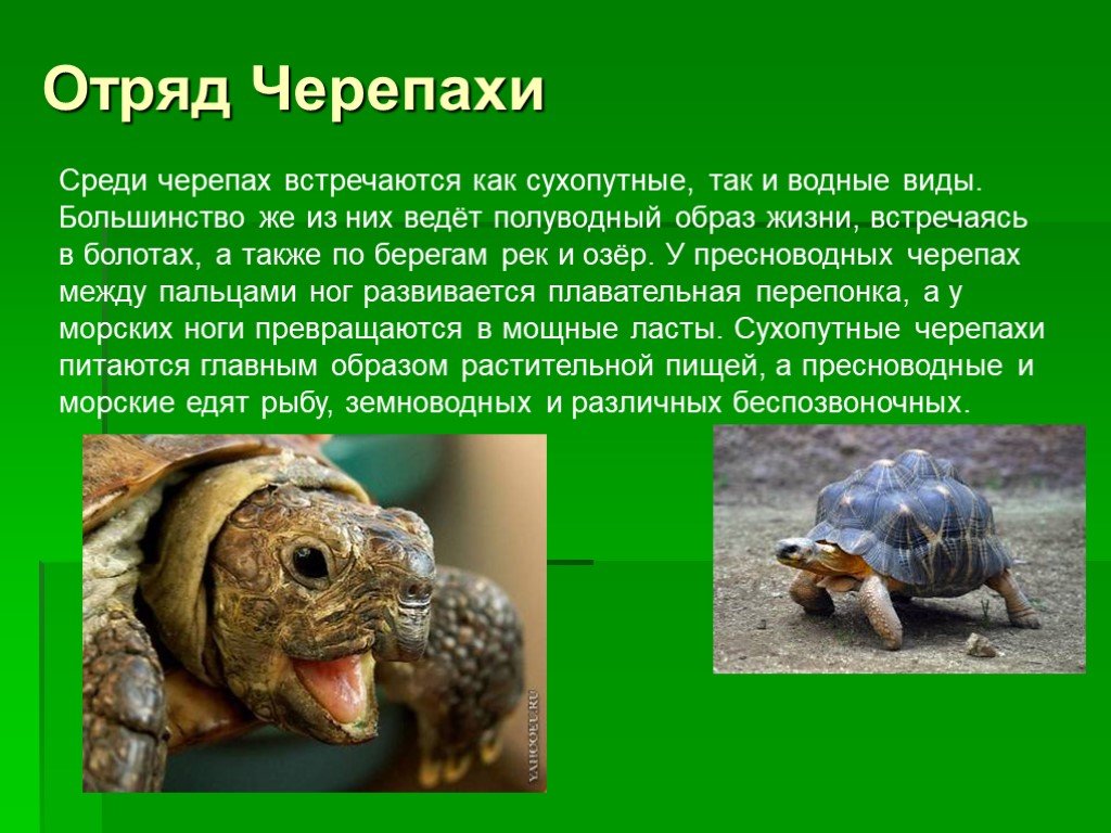 Черепахи 8 класс биология. Пресмыкающиеся черепахи. Многообразие пресмыкающихся черепахи. Информация о черепахе. Класс пресмыкающиеся черепахи.