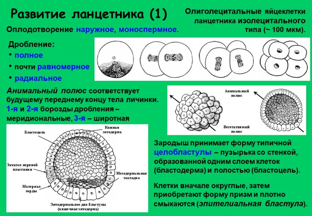 Какой процесс в цикле развития ланцетника изображен. Тип дробления у ланцетника. Полное равномерное дробление зиготы ланцетника. Типы яйцеклеток дробления и бластул. Гаструляция эмбриона ланцетника.