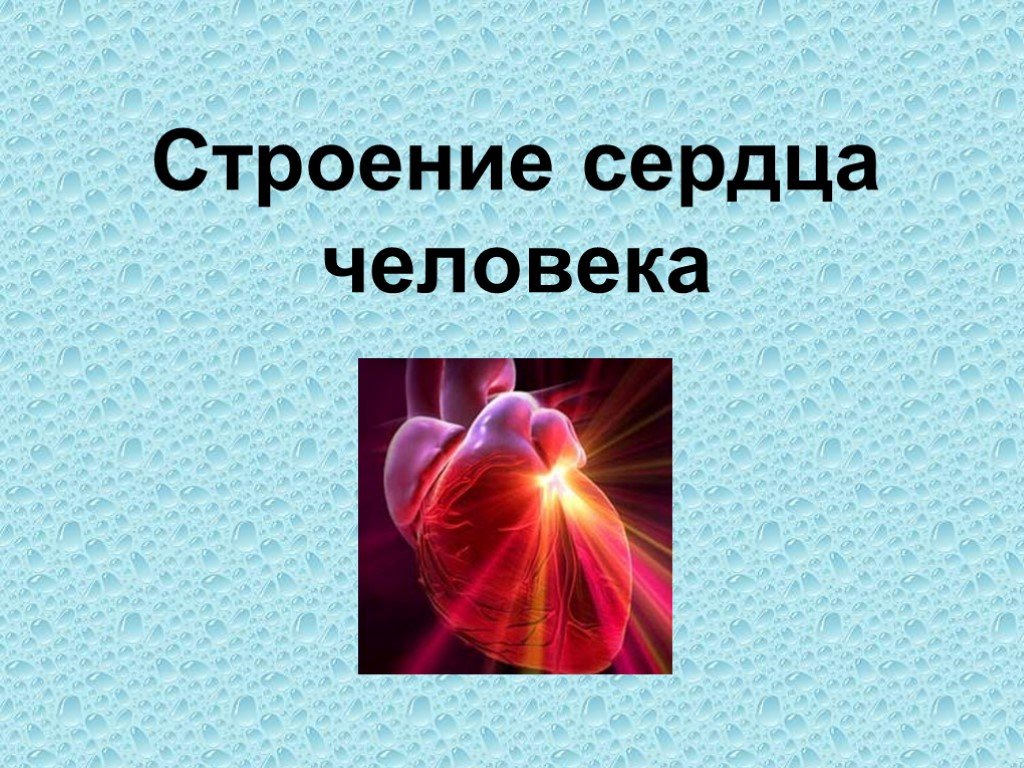 Сердечное сообщение. Строение и работа сердца. Строение и работа сердца 8 класс. Презентация на тему сердце. Презентация на тему сердце человека.