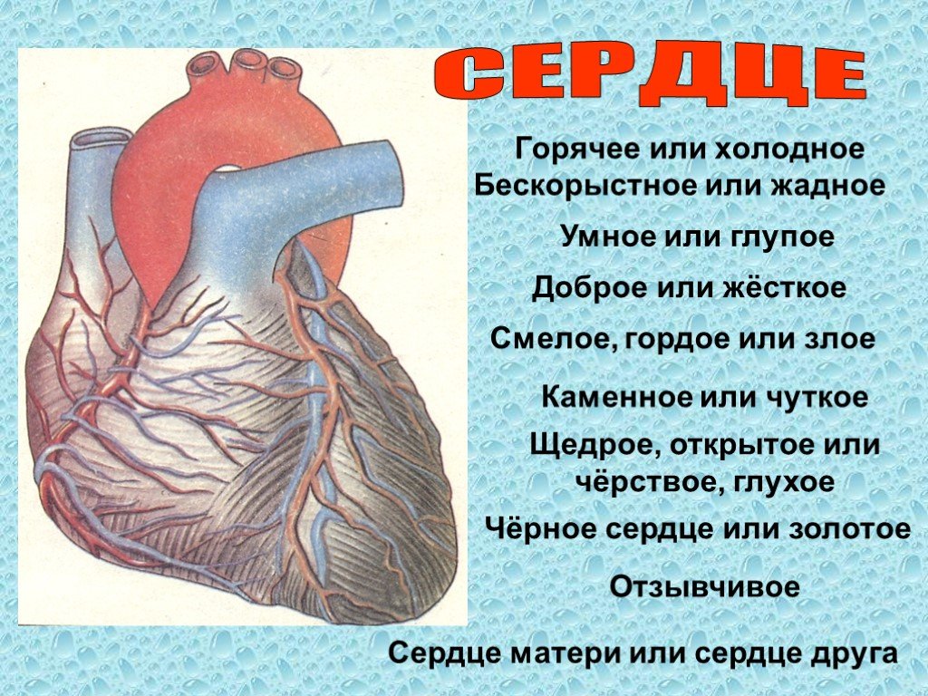 Сердце презентация 3 класс