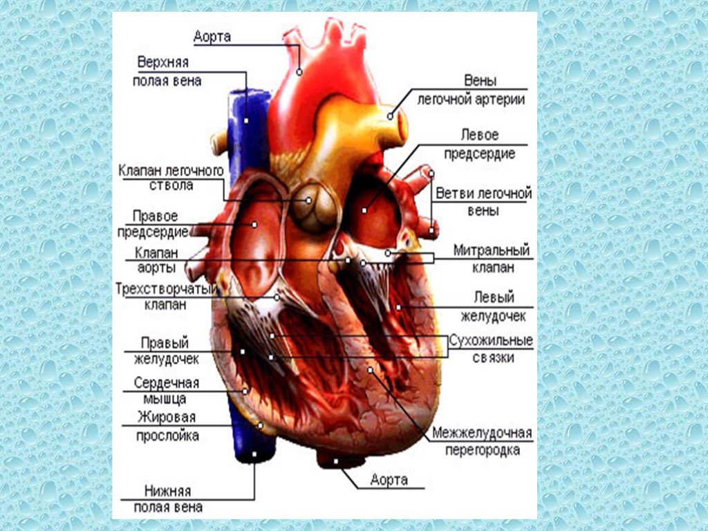 Строение сердца человека рисунок 8 класс