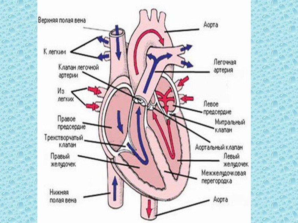 Каким должно быть сердце. Строение сердца биология схема. Рисунок строение сердца человека биология 8 класс. Биология 8 класс строение сердца схема. Строение сердца человека схема 8 класс.