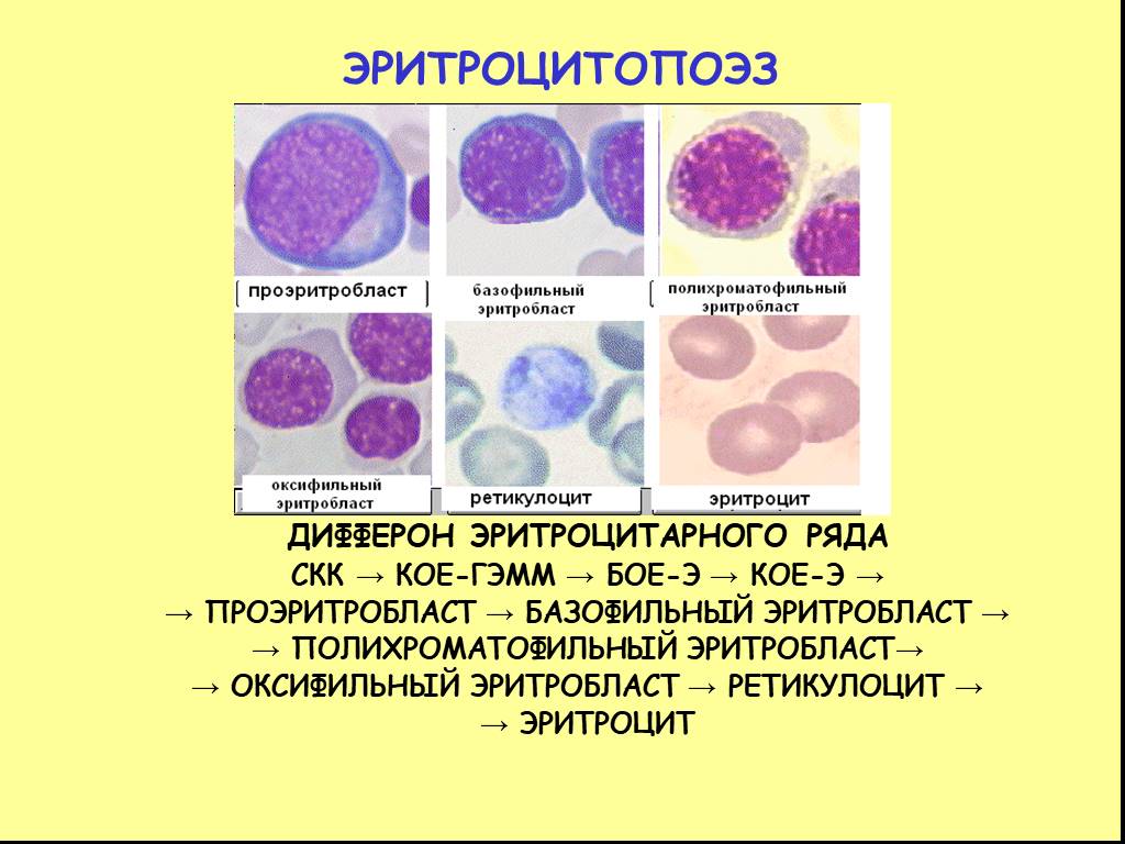 Гемопоэз гистология презентация